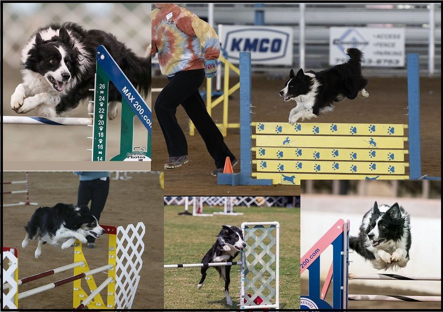 Agility Handling Turning Cues