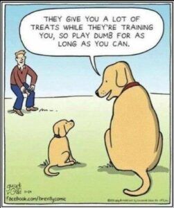 5 QUICK DOG TRAINING TIPS