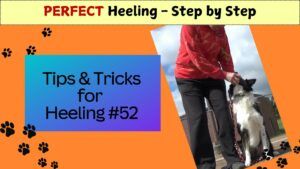 52 off leash heeling