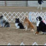sit group